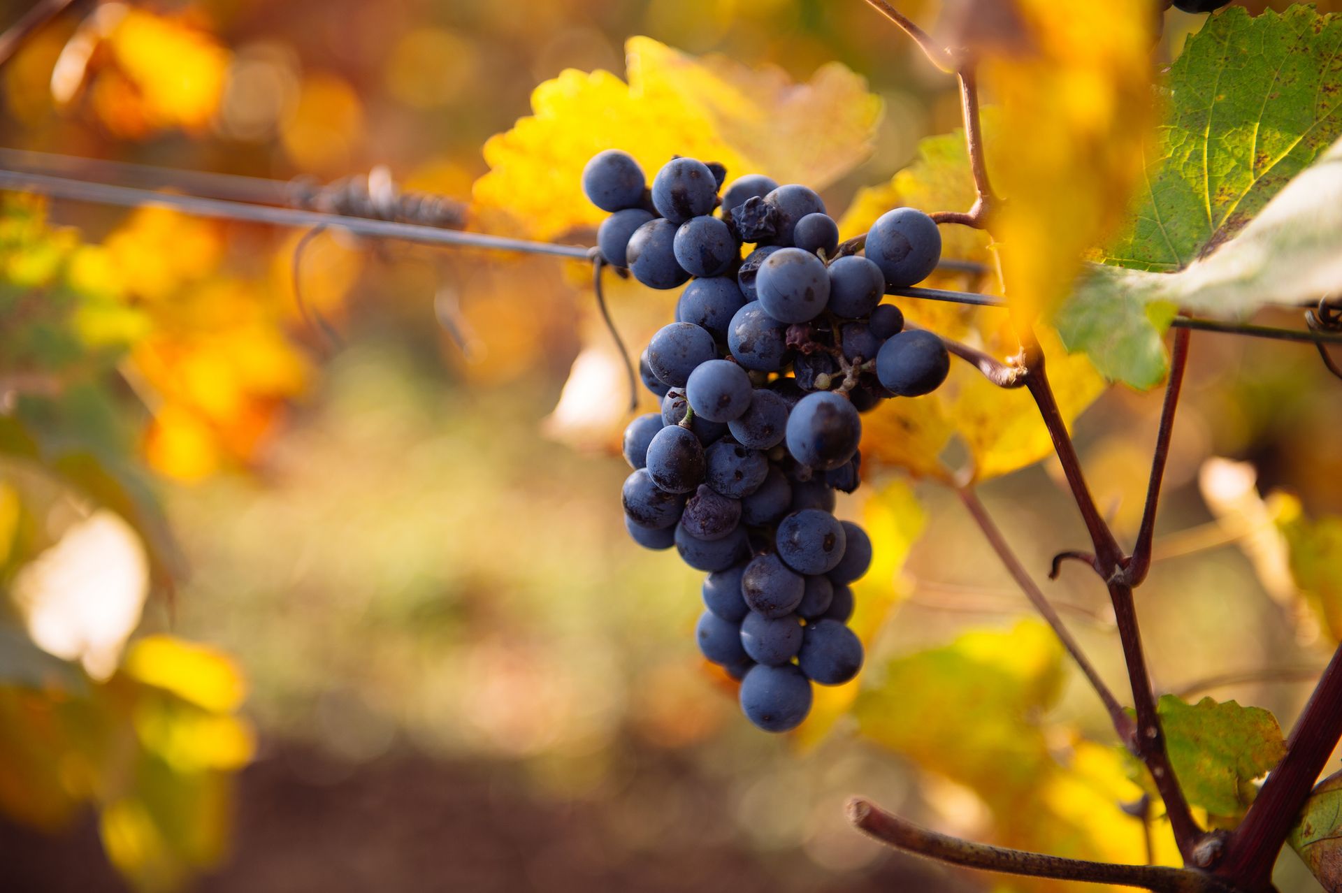 Weingut Göschl - Lagen